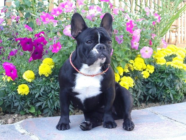 Udine dit zoé du chemin des Volcans