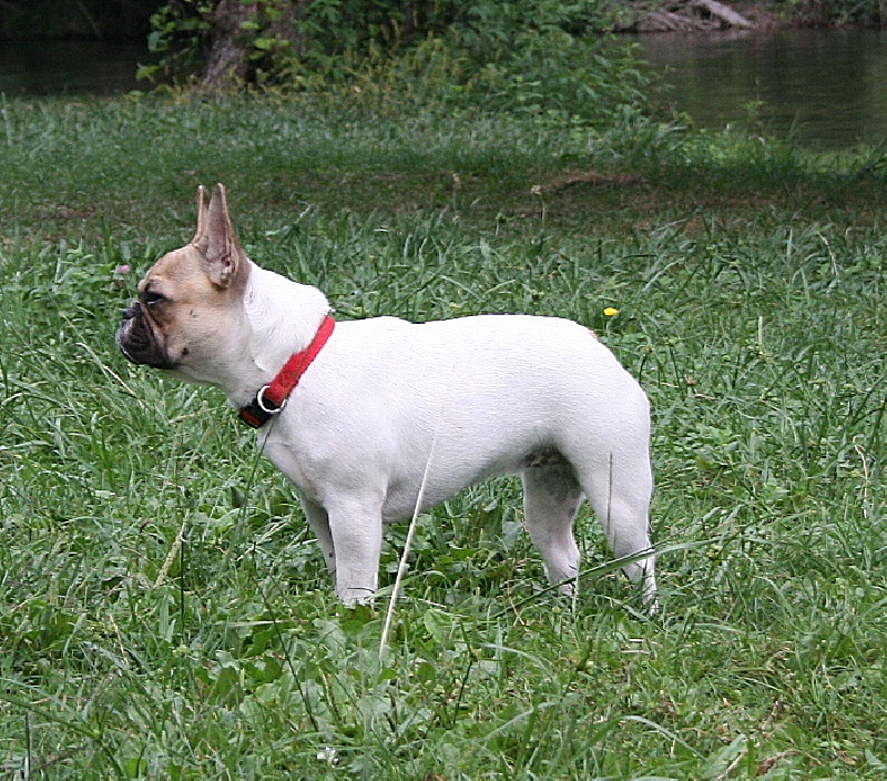 Guimauve du chemin des Volcans