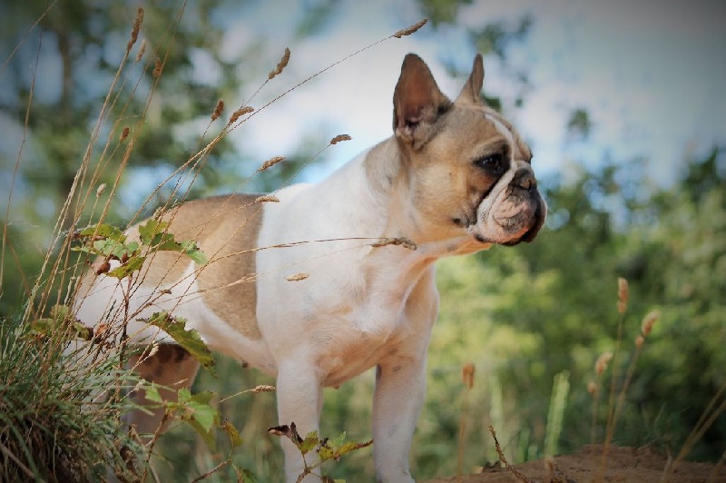 Iris du chemin des Volcans